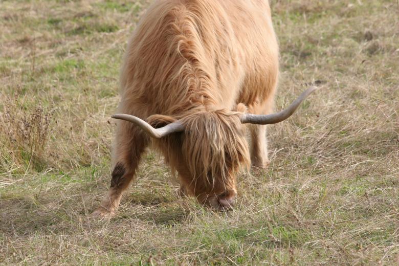 Free stock image of Highland Cattle created by Alain Orssaud