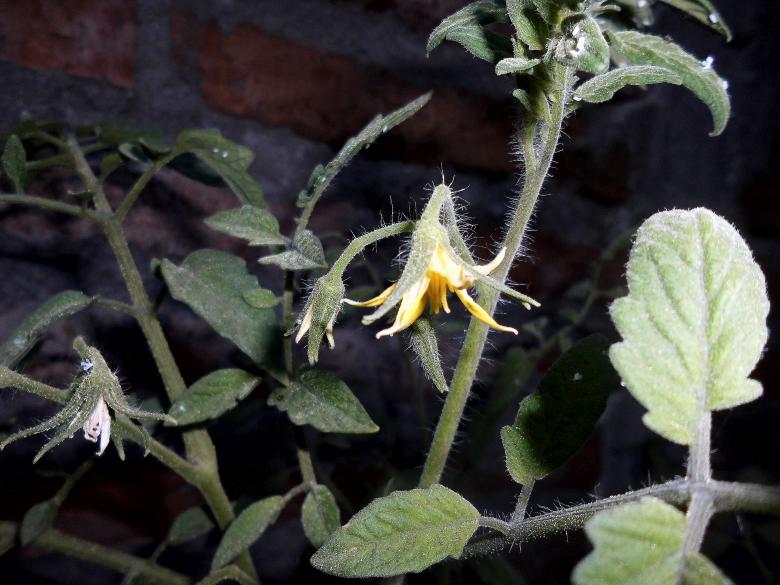 Free stock image of Tomato Plant created by cristian adolfo  pavez fuenzalida