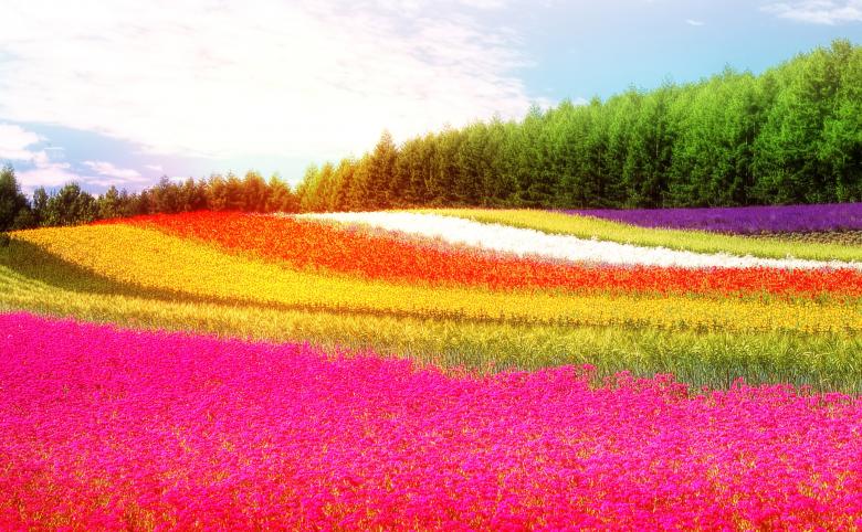 Free stock image of  Field - Colorful Flowers - Summer created by Jack Moreh