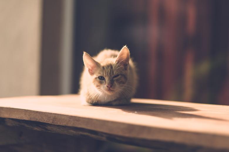 Free stock image of Sleepy Kitten created by Pixabay