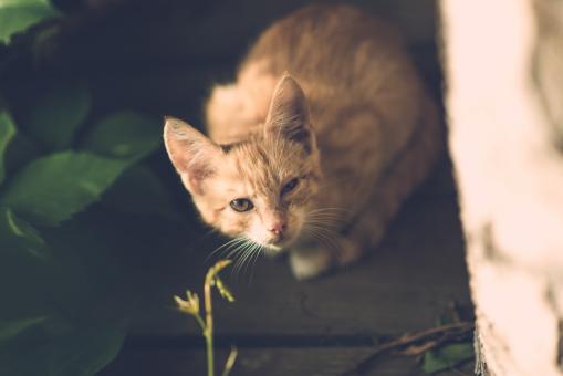 Free Stock Photo of Loyal Pet Cat