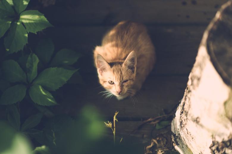 Free stock image of Loyal Pet Cat created by Pixabay