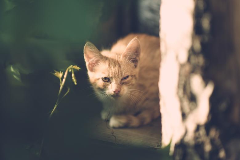 Free stock image of Loyal Cat created by Pixabay
