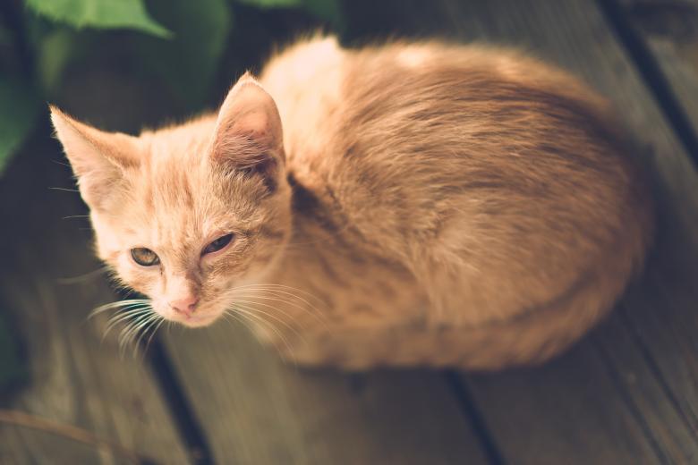 Free stock image of Brown Cat created by Pixabay