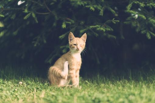 Free Stock Photo of Careless Brown Cat