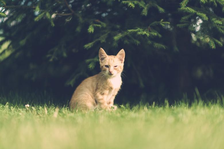 Free stock image of Wild Cat created by Pixabay