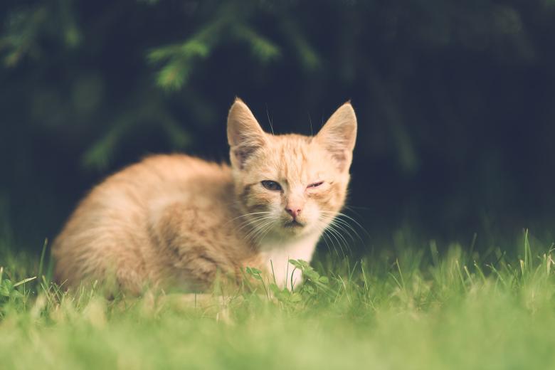 Free stock image of Pet Cat created by Pixabay
