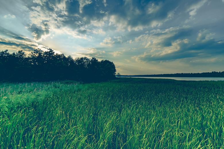 Free stock image of Wild Grass created by Pixabay