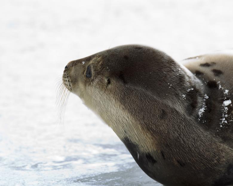 Free stock image of Harp Seal created by Geoffrey Whiteway