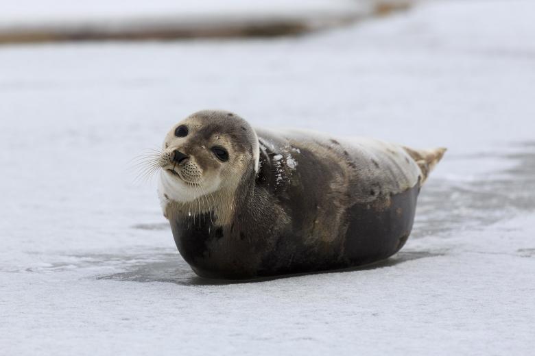 Free stock image of Harp Seal created by Geoffrey Whiteway