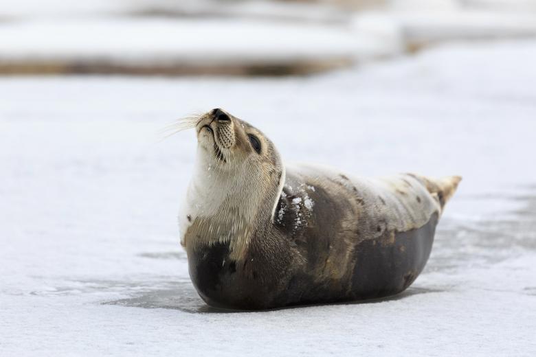 Free stock image of Harp Seal created by Geoffrey Whiteway