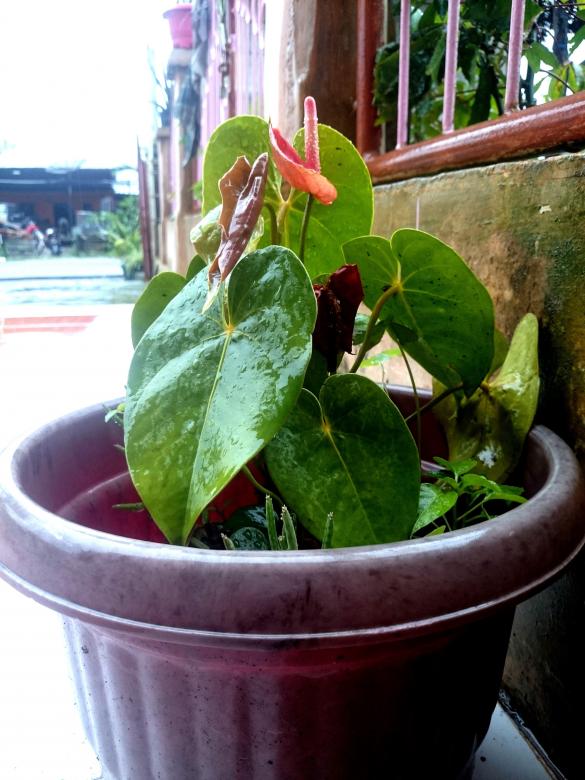 Free stock image of Fresh plant created by febri nura tarigan