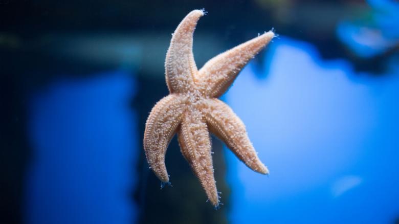 Free stock image of Starfish Closeup created by Pixabay