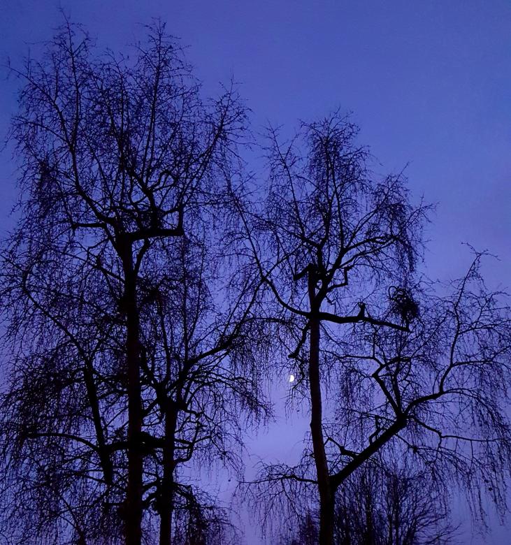 Free stock image of Trees at Night created by Monika Zając