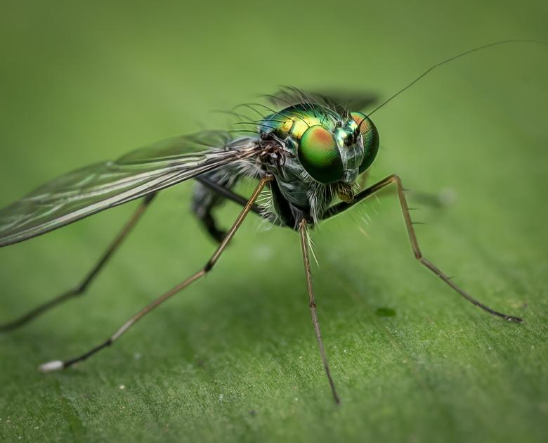 Free stock image of Macro Photography created by Pixabay