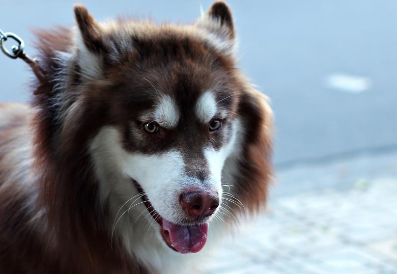 Free stock image of Pet Dog created by Pixabay
