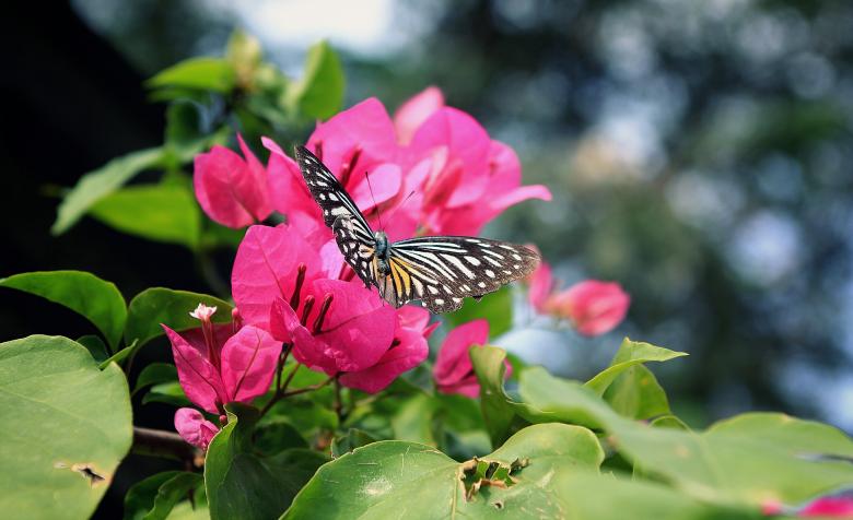 Free stock image of Butterfly on the Flower created by Pixabay