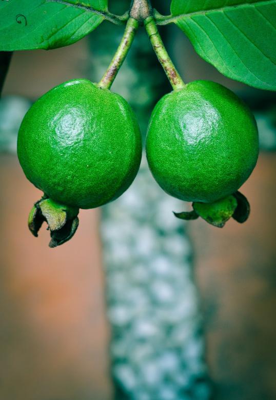 Free stock image of Green Guava created by Pixabay