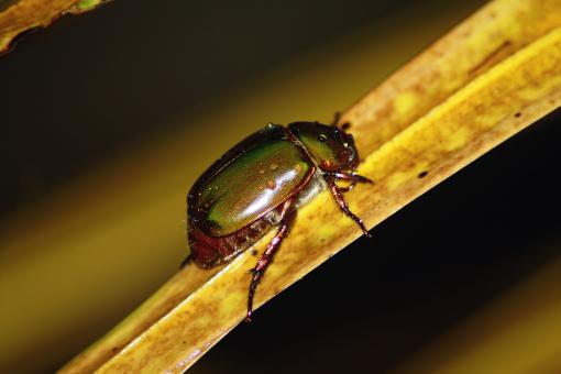 Free Stock Photo of Wild Insect