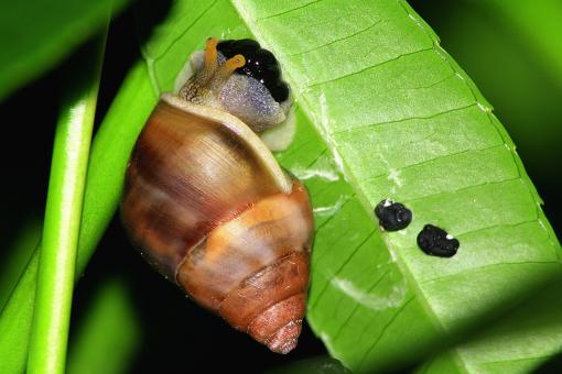 Free Stock Photo of Snail on the Leave