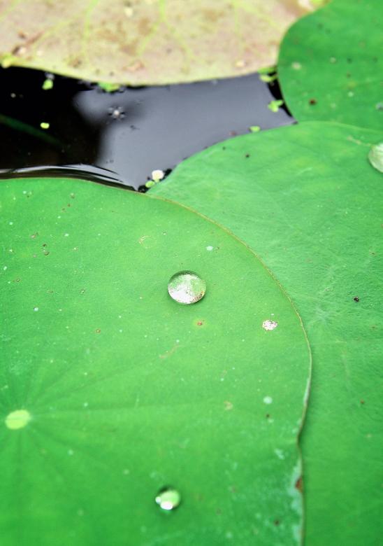 Free stock image of Lotus created by Pixabay