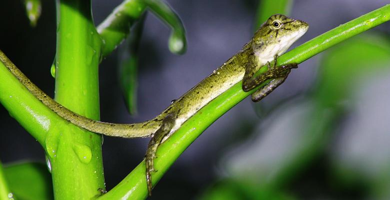 Free stock image of Wild Lizard created by Pixabay