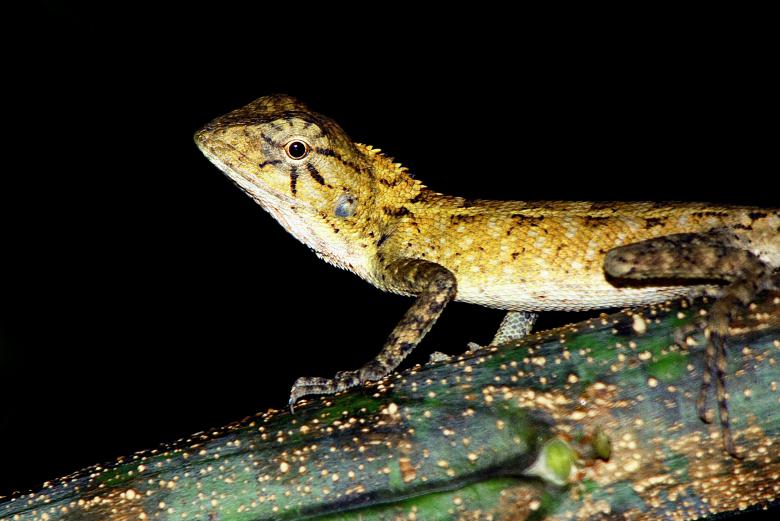Free stock image of Wild Lizard created by Pixabay