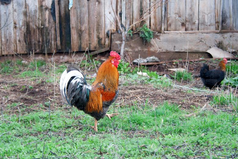 Free stock image of rooster  created by 2happy