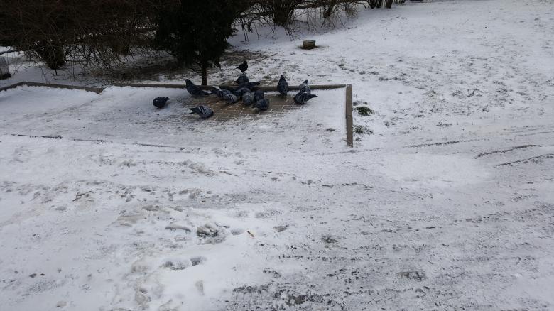 Free stock image of Birds in the Snow created by Monika Zając