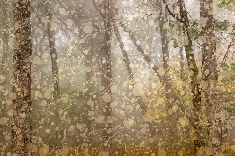 Free stock image of Marbled Mist Forest - Spruce Knob created by Nicolas Raymond