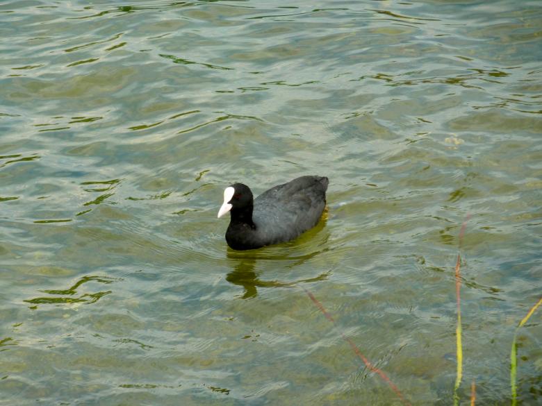 Free stock image of Eurasian coot created by Monika Zając