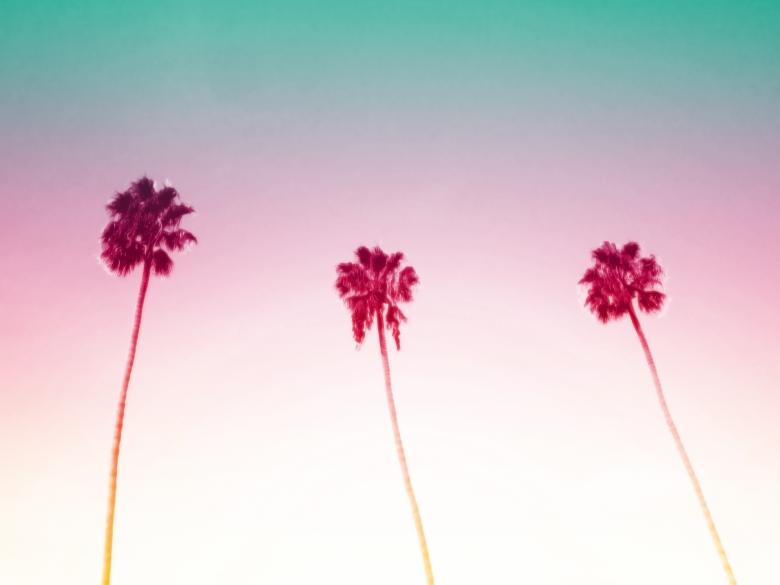 Free stock image of Three Palm Trees created by Jack Moreh