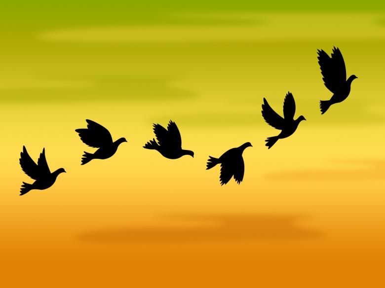 Free stock image of Flying Birds Represents Summer Time And Heat created by Stuart Miles