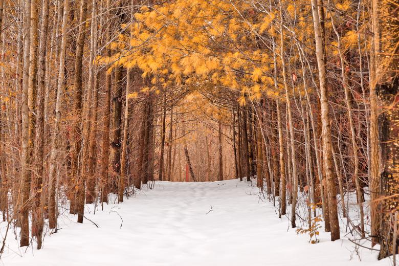 Free stock image of North Point Winter Pine Trail - Gold Fantasy HDR created by Nicolas Raymond