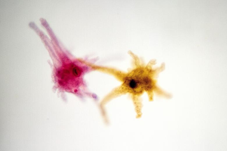 Free stock image of Amoeba created by Geoffrey Whiteway