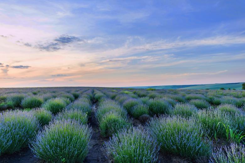 Free stock image of Purple Flower Field created by Eugeniu Frimu