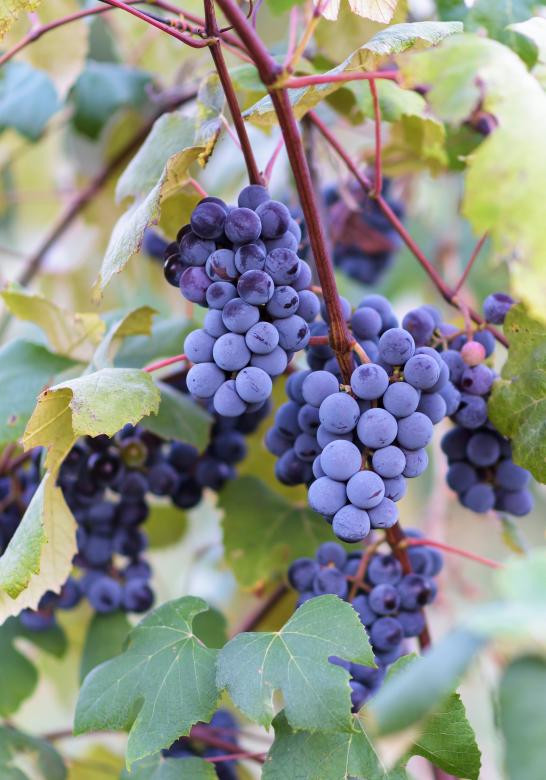 Free stock image of Grape vines at harvest time created by Eugeniu Frimu