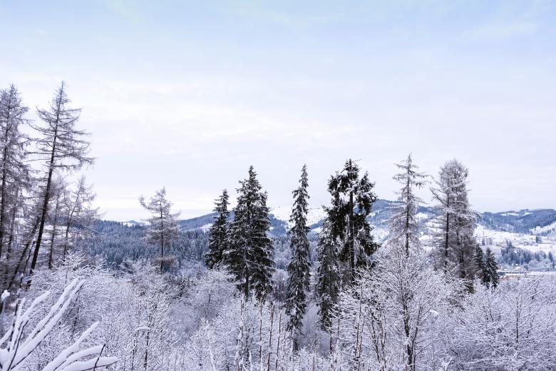 Free stock image of Mountains view with frozen forest and snow created by Eugeniu Frimu