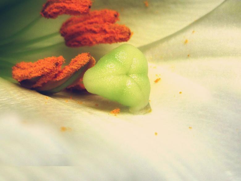 Free stock image of White Lily Macro created by Elizabeth