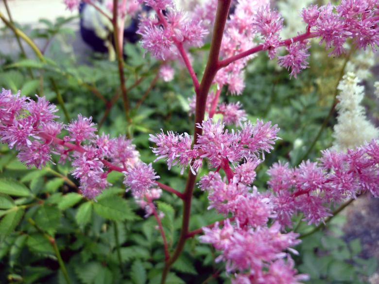 Free stock image of Pink Flowers in Bloom created by Elizabeth