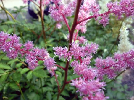 Pink Flowers in Bloom - Free Stock Photo