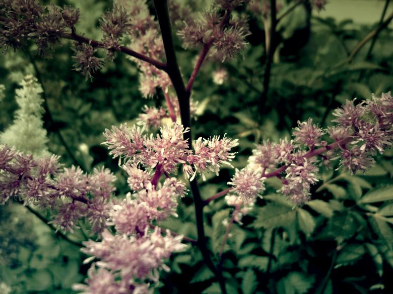 Free stock image of Soft Pink Flowers created by Elizabeth