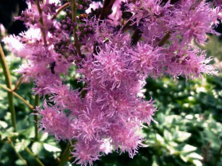 Pink Flowers in Summer - Free Stock Photo