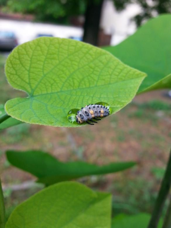 Free stock image of Insect on a Green Leaf created by Elizabeth