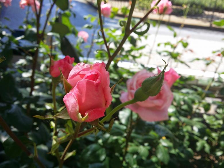 Free stock image of Pink Roses in Garden created by Elizabeth