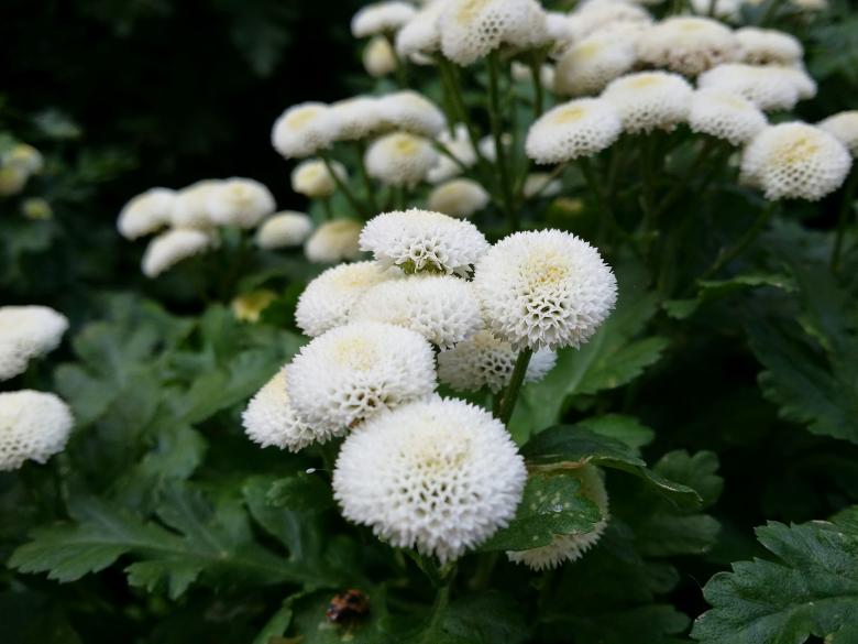 Free stock image of White Flowers at Summer created by Elizabeth