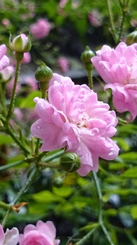 Free stock image of Pink Rose created by Elizabeth