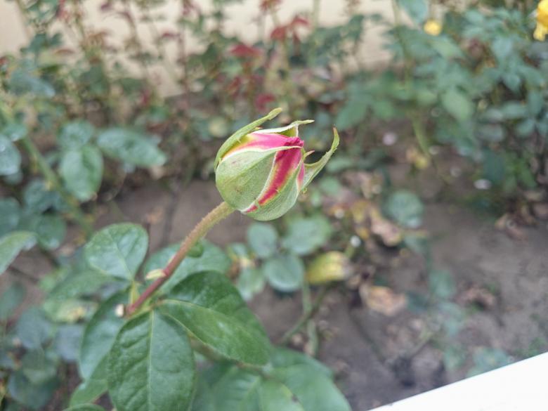 Free stock image of Rose bud created by Elizabeth