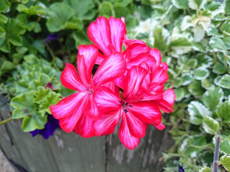 Free stock image of Macro Flower Shot created by Elizabeth