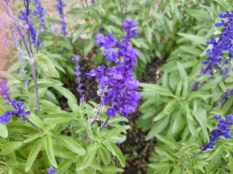 Free stock image of Lavender Blooming created by Elizabeth